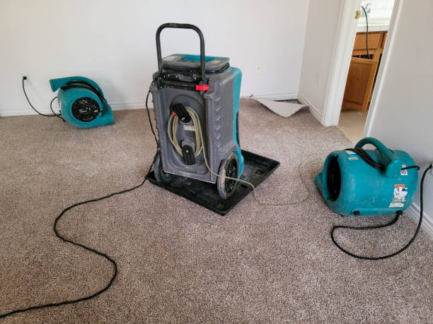 Best Professional water damage repair  in Honokaa, HI